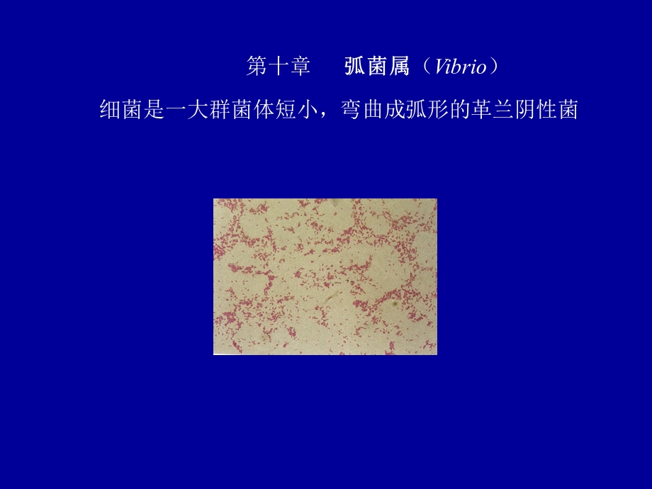 第十章弧菌属Vibrio.ppt_第1页