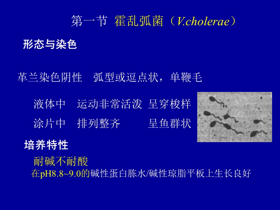 第十章弧菌属Vibrio.ppt_第2页