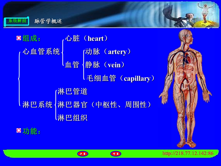 人体解剖心脏.ppt_第3页