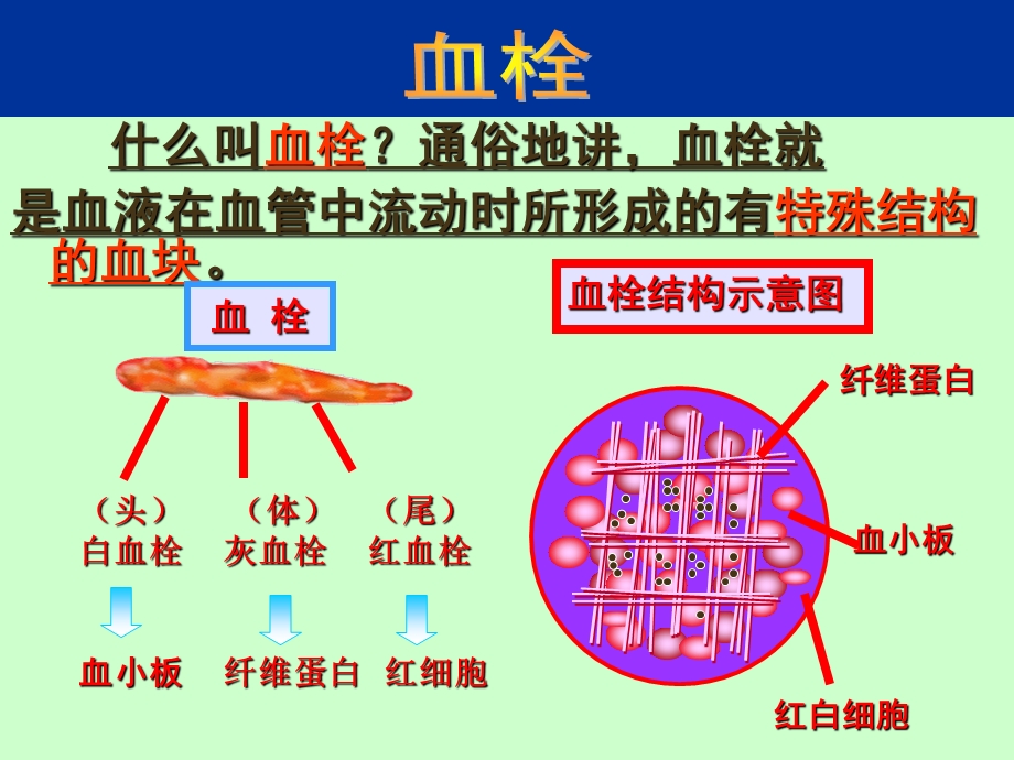 纳豆激酶培训.ppt_第3页