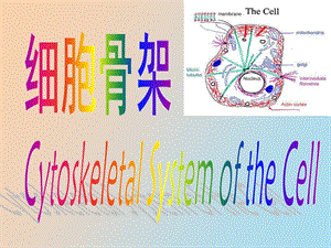 医学细胞生物学第七章细胞骨架.ppt