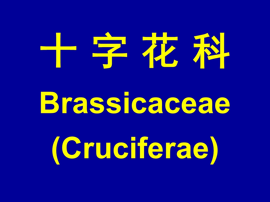 字花科BrassicaceaeCrucifera.ppt_第1页