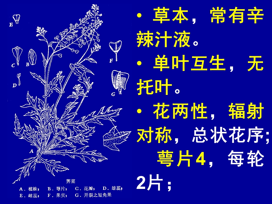 字花科BrassicaceaeCrucifera.ppt_第2页