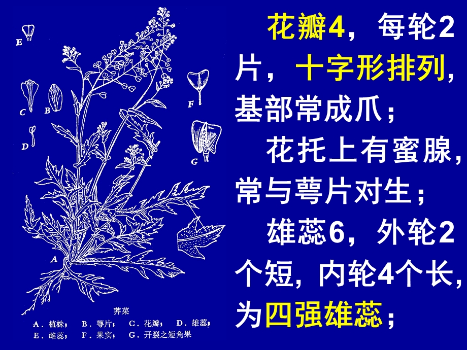 字花科BrassicaceaeCrucifera.ppt_第3页