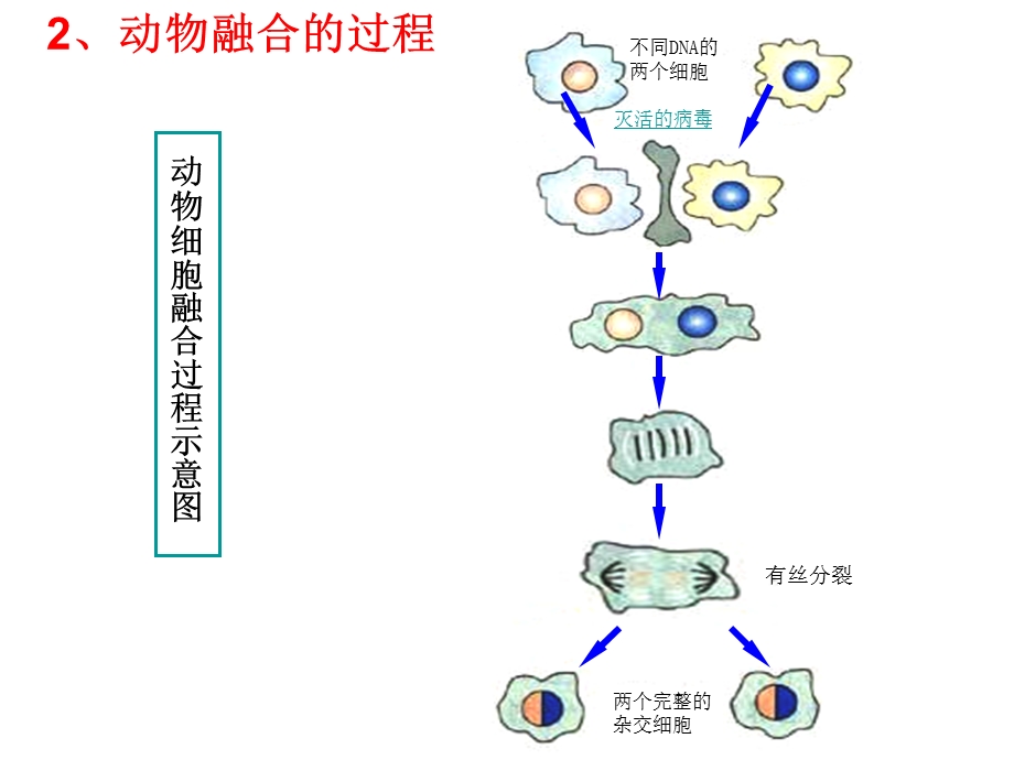 xsl新新2.2.2动物细胞融合与单克隆抗体.ppt_第3页