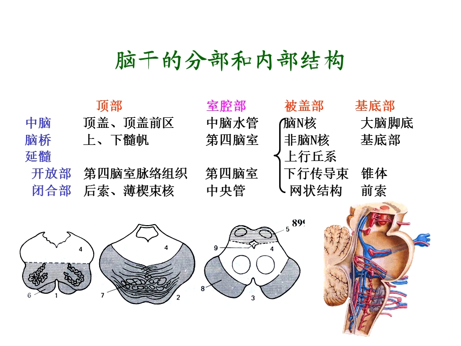 脑干网状结构 .ppt_第3页