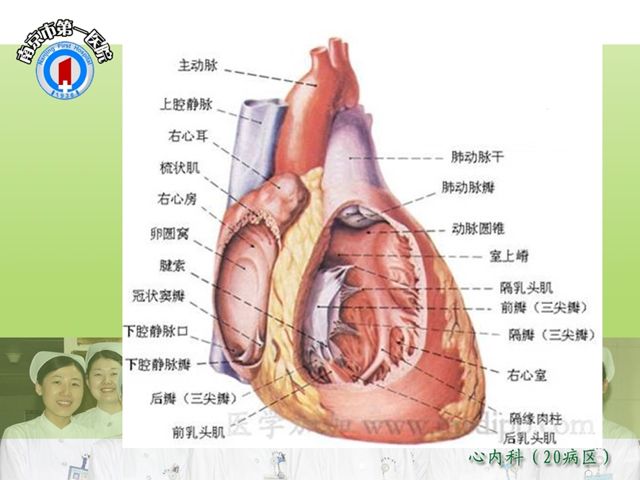 小儿先心病介入封堵的术后护理.ppt_第2页