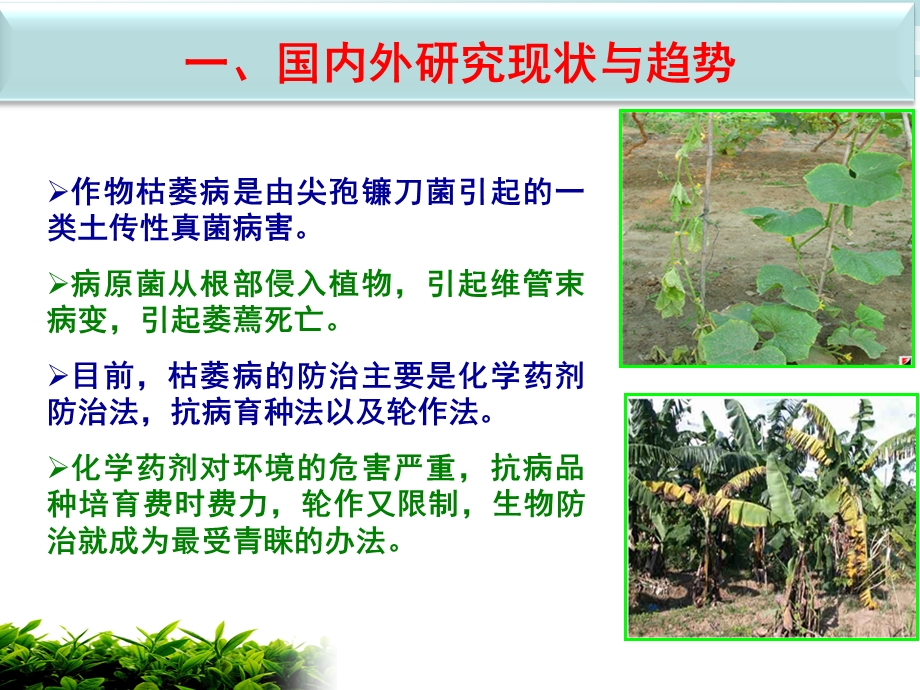 土传病害生防菌哈茨木霉菌剂生产工艺.ppt_第3页