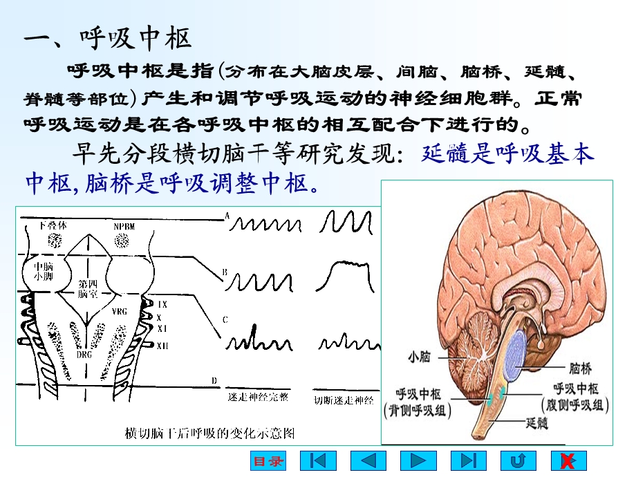 第四节呼吸运动的调节.ppt_第2页