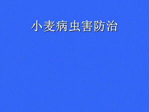 小麦病虫害防治.ppt