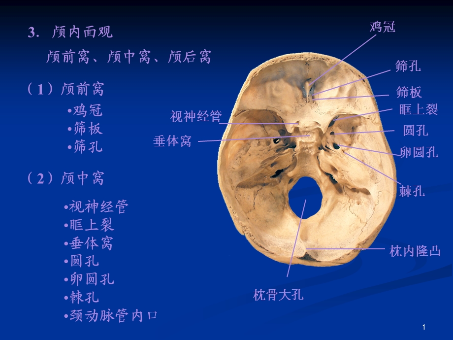 系解01骨学b.ppt_第1页