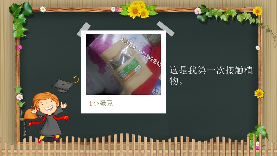 小学生绿豆种植观察记.ppt_第2页