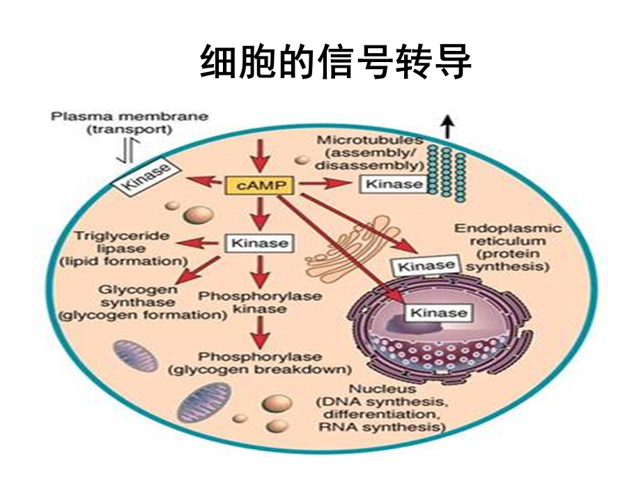 医学细胞生物学5五章第四节膜受体与信号转导.ppt_第1页