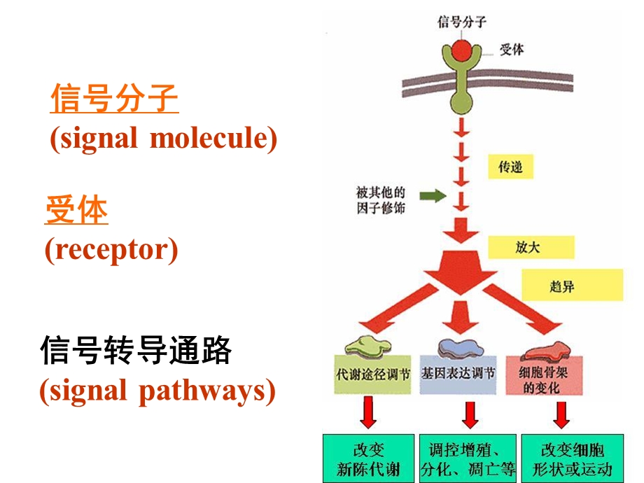 医学细胞生物学5五章第四节膜受体与信号转导.ppt_第3页