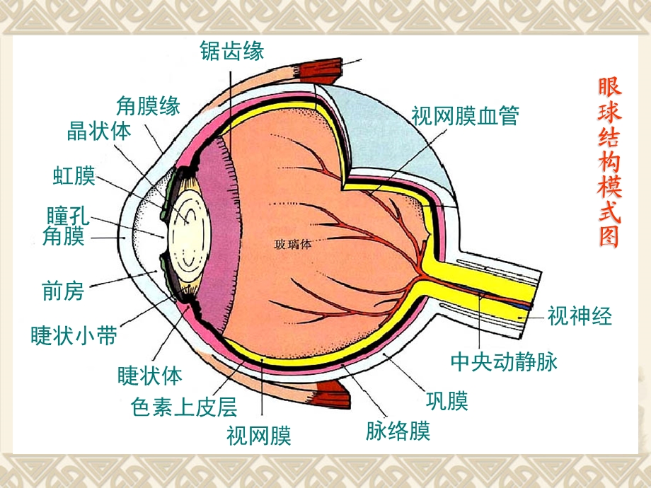 第十五部分眼和耳EyeandEar教学课件.ppt_第3页