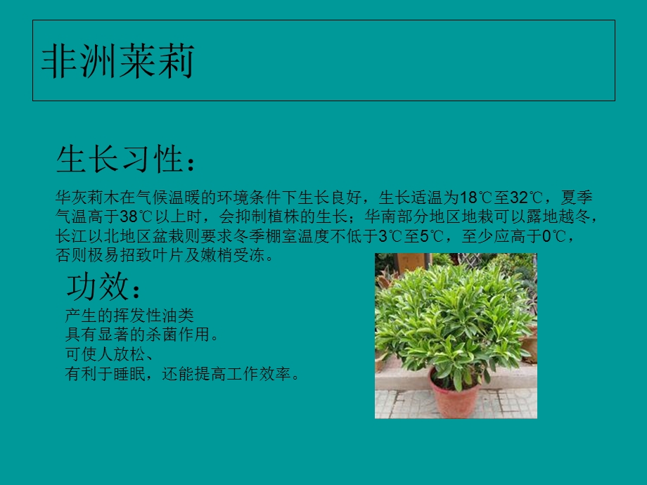 室内适合放置的植物.ppt_第2页