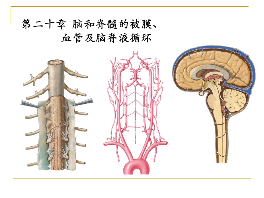 脑血管被膜.ppt_第1页