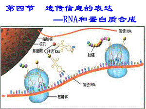 第四部分遗传信息的表达RNA和蛋白质合成教学课件.ppt