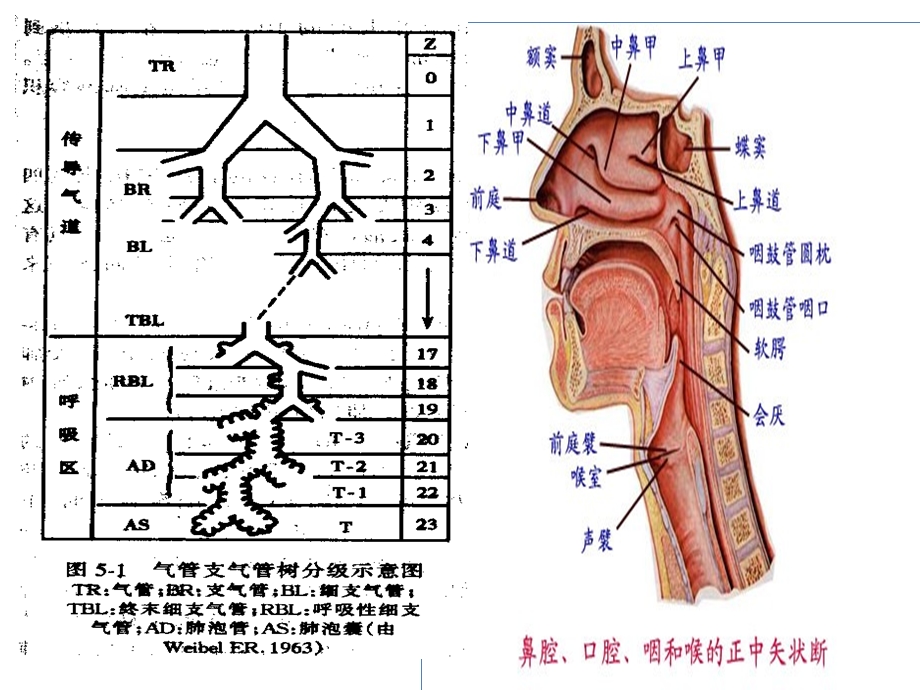 吸机基础知识笔.ppt_第3页