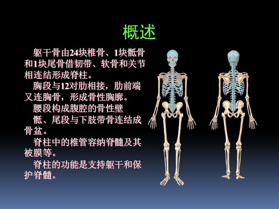 罗英瑾 0104 躯干骨连结.ppt_第2页