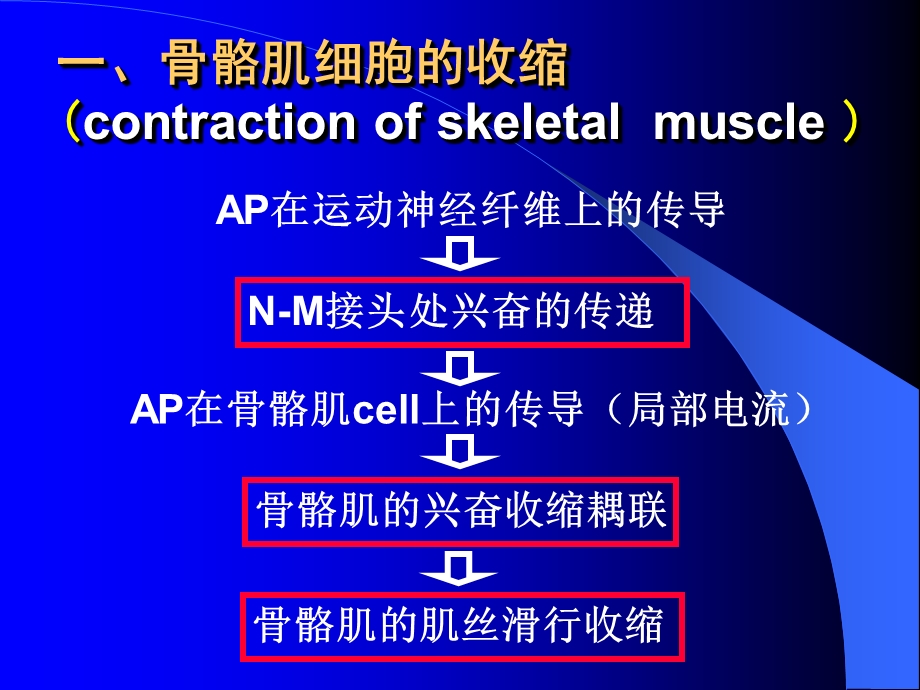 第四节肌细胞的收缩功能Contractionofmusclecell.ppt_第3页