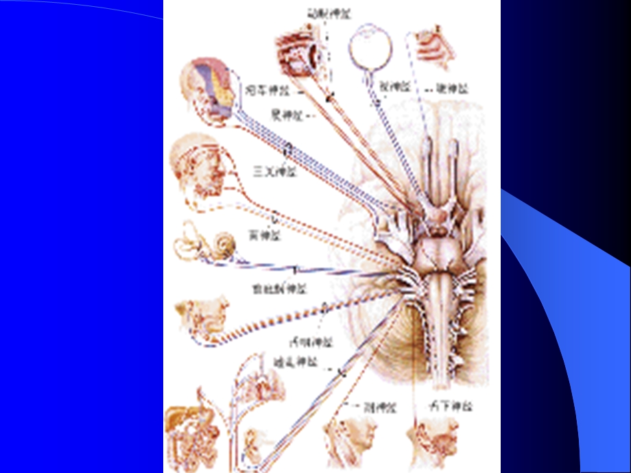 颅神经病变.ppt_第2页