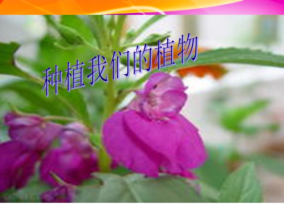 小学科学种植我们的植物.ppt_第1页