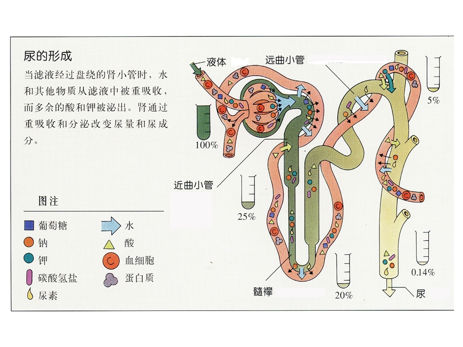 尿液检查高职.ppt_第2页