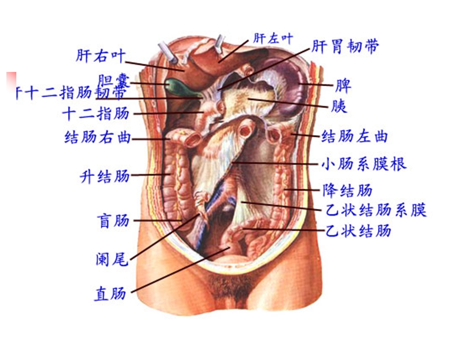 第十六章 腹部损伤病人的护理 ppt课件.ppt_第2页