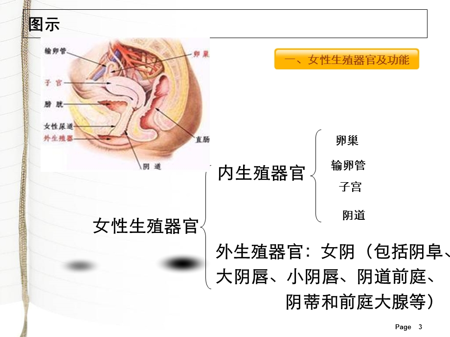 妇科常见疾病及合理用药.ppt_第3页