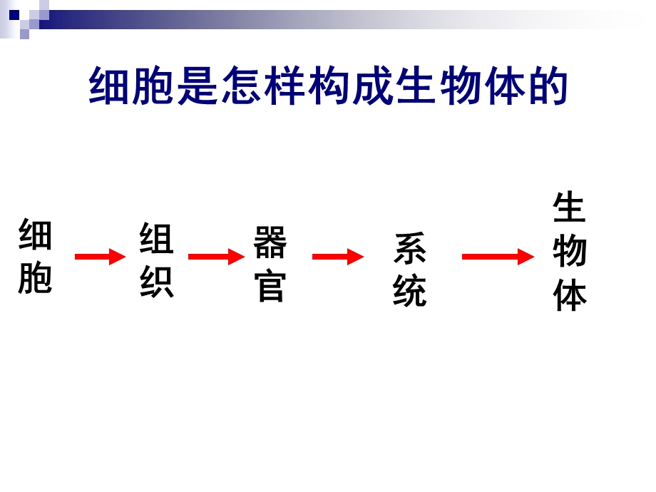 动物体的基本结构和原‘生动物.ppt_第2页