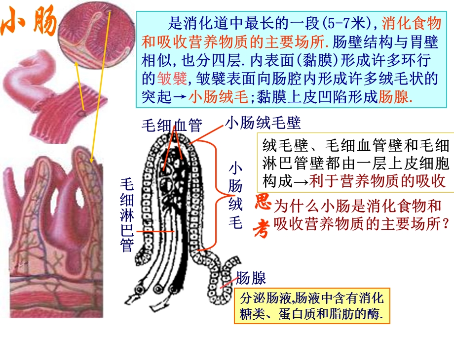 小肠结构特点和消化吸收过程.ppt_第2页