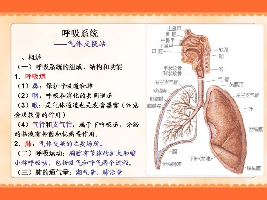 学前卫生学-呼吸系统.ppt_第2页