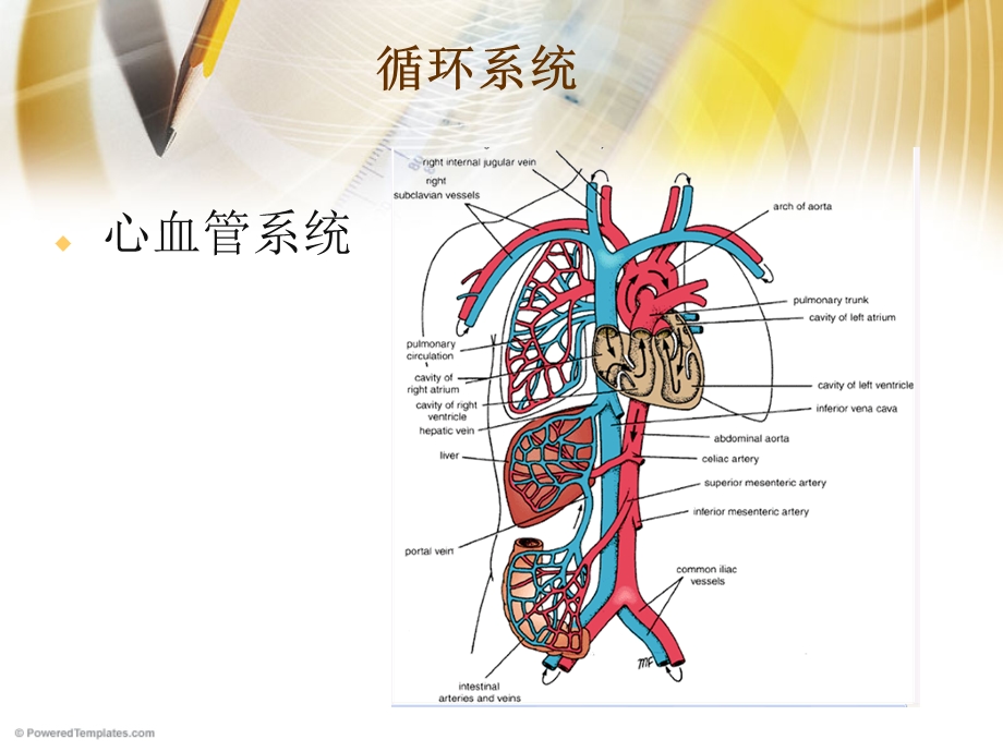 脉管系统和神经系统.ppt_第3页