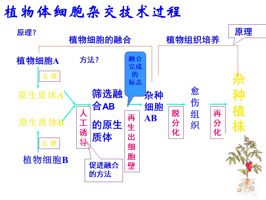 动物体细胞杂交技术过程.ppt_第2页