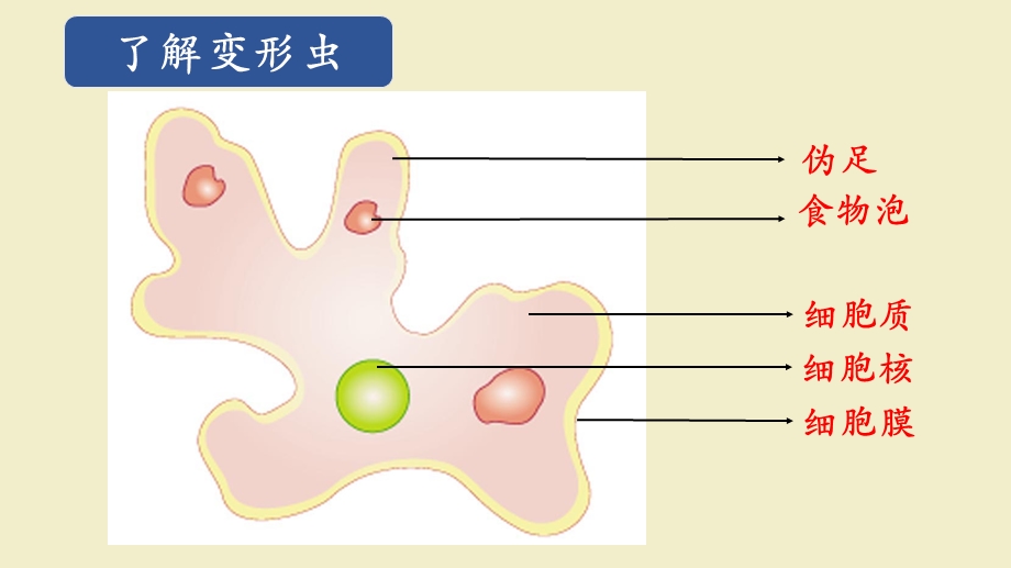 细胞是生命活动的基本单位.ppt_第3页