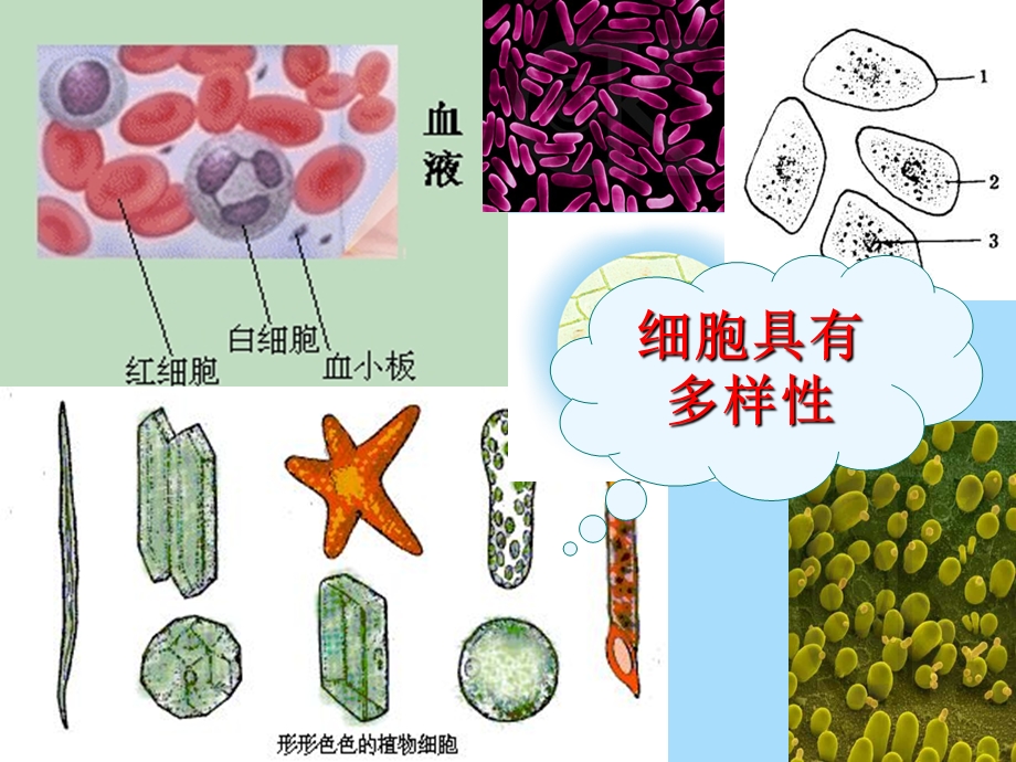 原核细胞和真核细胞的比较.ppt_第2页