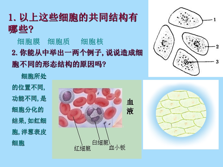 原核细胞和真核细胞的比较.ppt_第3页