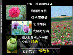 它是一种美丽的花儿.PPT