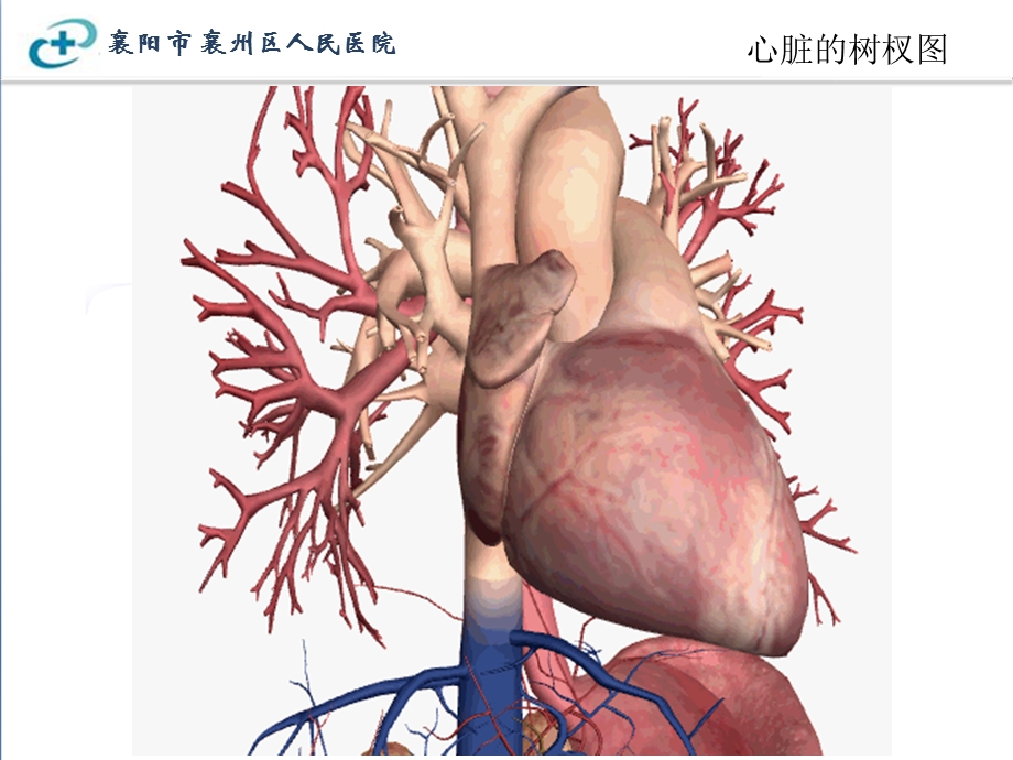 冠状动脉解剖以及在影像中的表现ppt课件.ppt_第3页