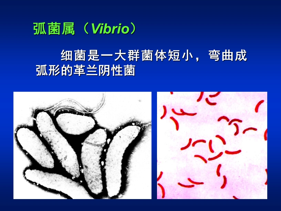 第章弧菌属ppt课件.PPT_第2页