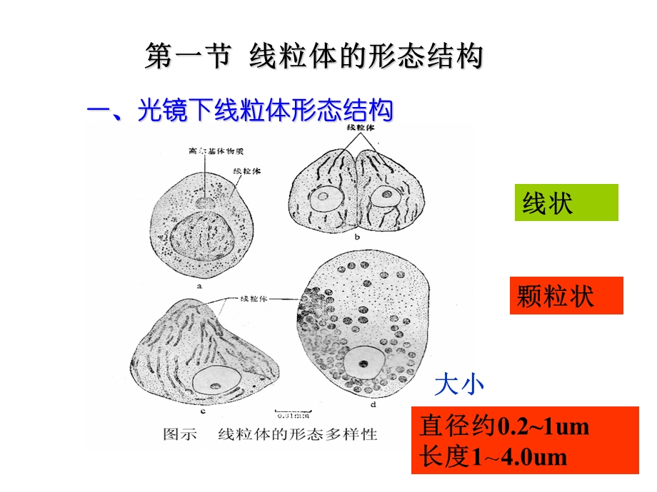 大学医学细胞生物学线粒体.ppt_第2页