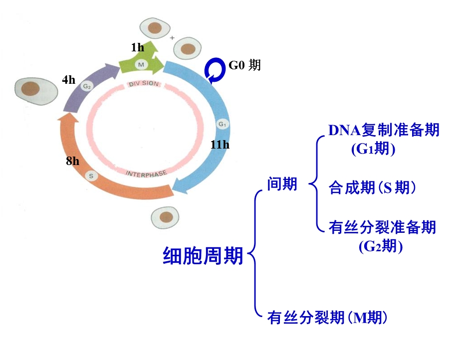 医学细胞生物学细胞周期及其调控细胞周期本科.ppt_第3页