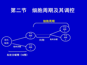 医学细胞生物学细胞周期及其调控细胞周期本科.ppt