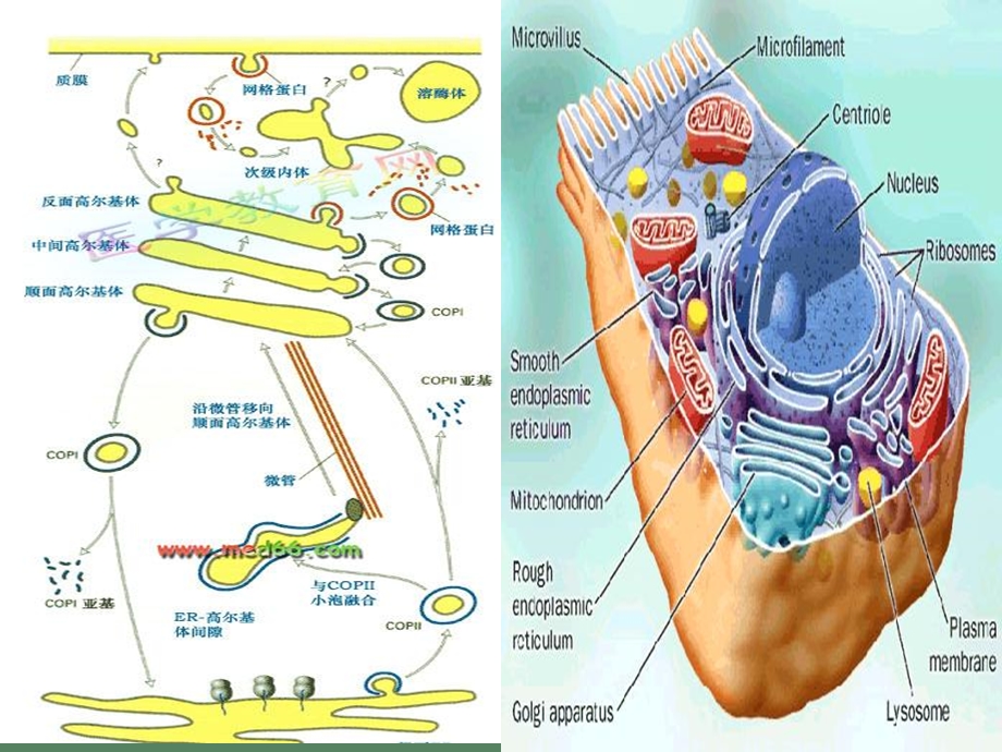 医学细胞生物学细胞器总结.ppt_第1页