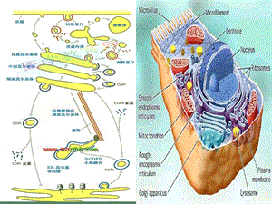 医学细胞生物学细胞器总结.ppt