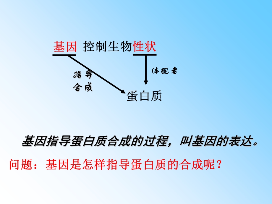 导蛋白质合成的过.ppt_第1页