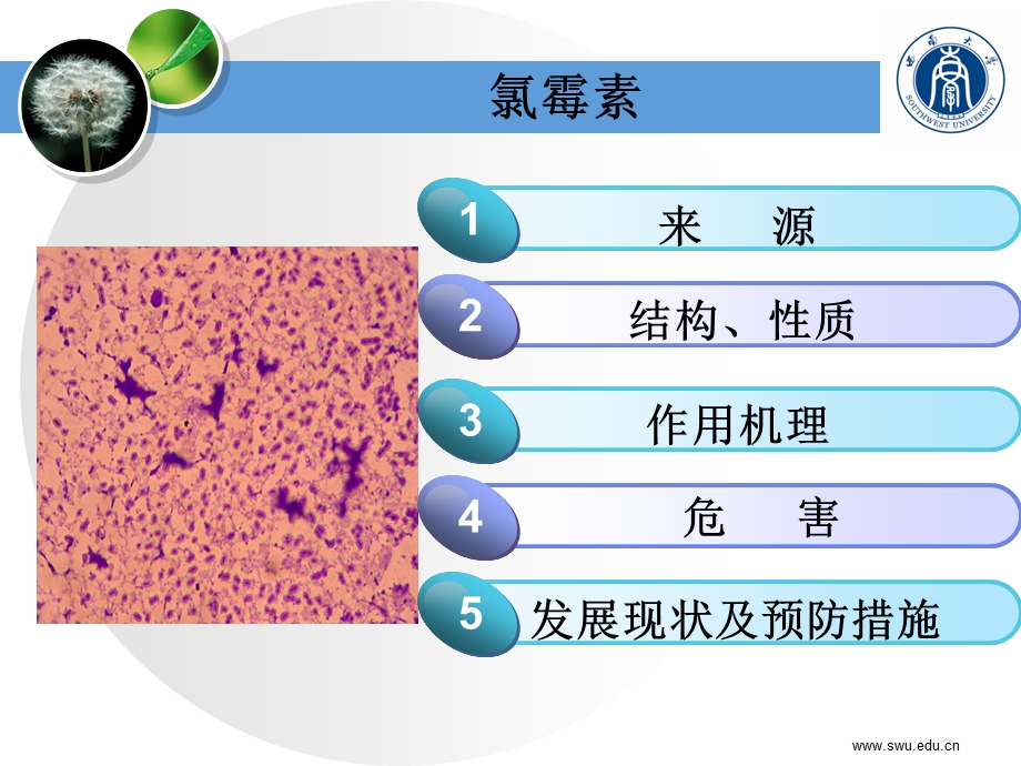 抗生素残留对食品的污染及对健康的危害——氯霉素.ppt_第2页