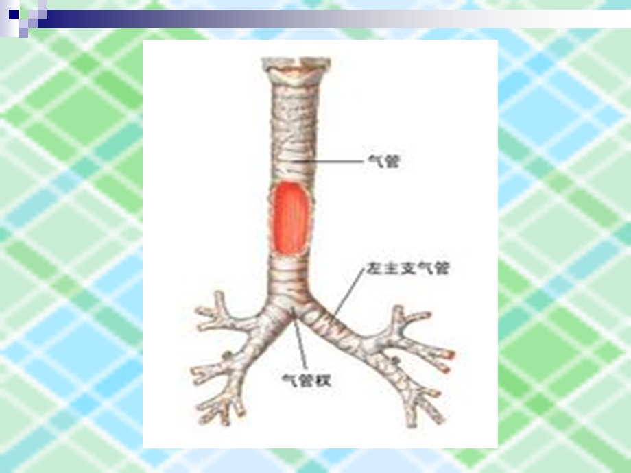 小儿急性支气管炎.ppt_第2页