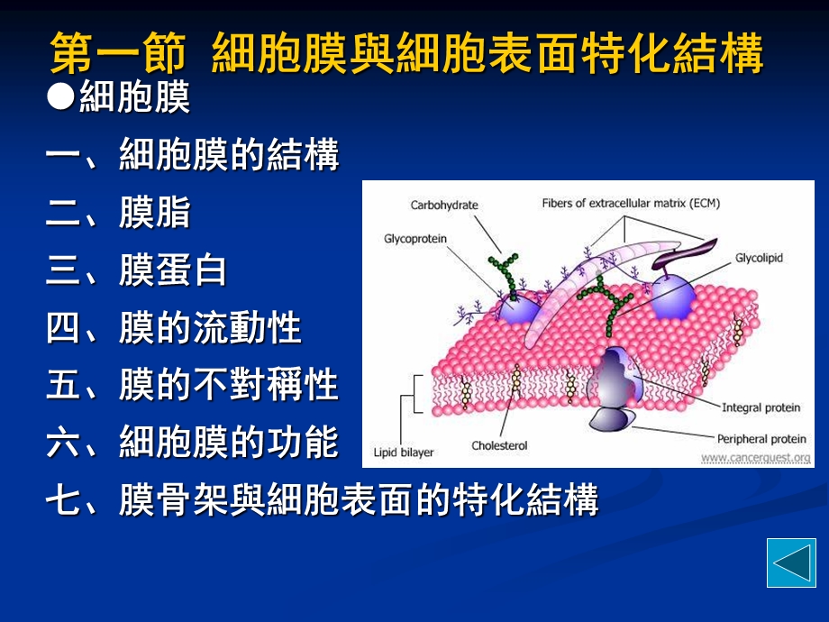 分细生CH7第四章细胞膜与细胞表面.ppt_第2页